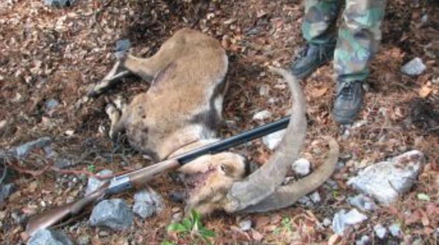 Ka&ccedil;ak Avladığı Yaban Ke&ccedil;isini Arabanın &Ouml;n Kaputuna Gizledi