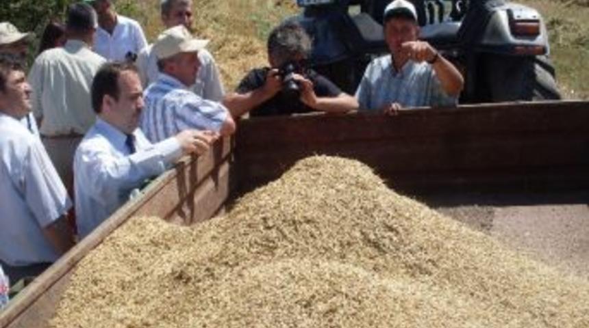 Sinek&ccedil;i K&ouml;y&uuml;nde Tarla G&uuml;n&uuml;