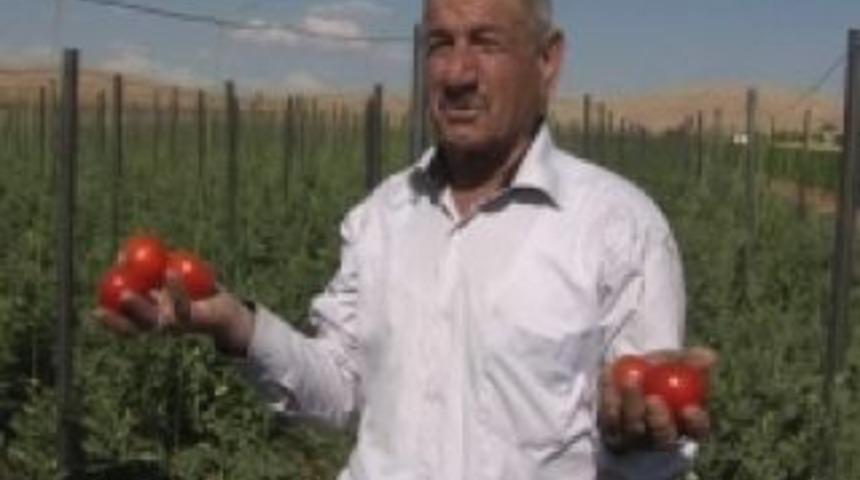 Tarlalara bereket geldi ancak...