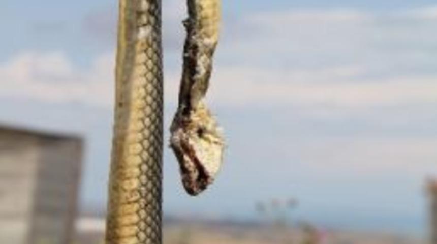 Eve Giren Yılan Korkuttu