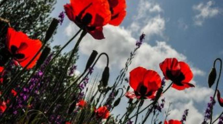 Yarını Belli Olmayan &Ccedil;i&ccedil;ek: Gelincik