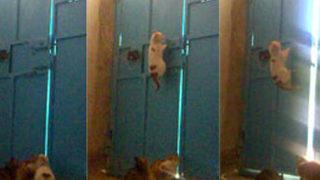 Kedi çetesinde ‘organize’ işler!..