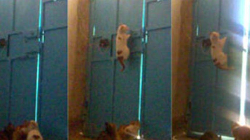 Kedi çetesinde ‘organize’ işler!..