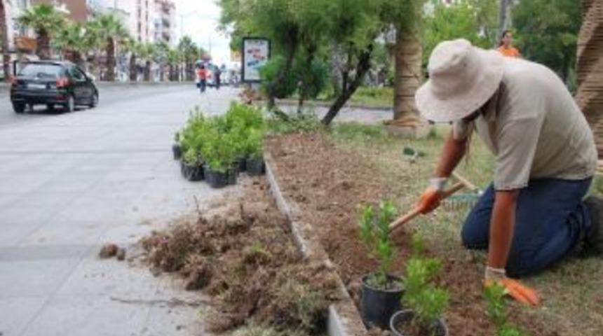 &Ccedil;anakkale &Ccedil;i&ccedil;ek A&ccedil;tı
