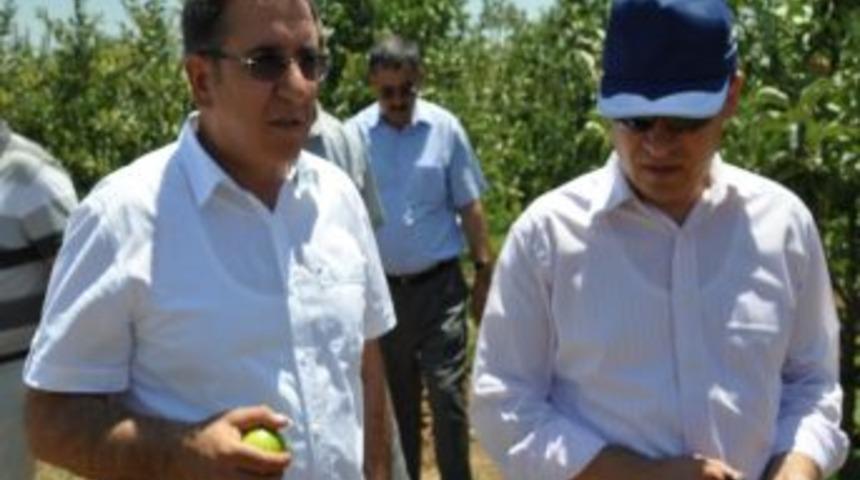 Milas&rsquo;ta Bodur Elma Hasadı