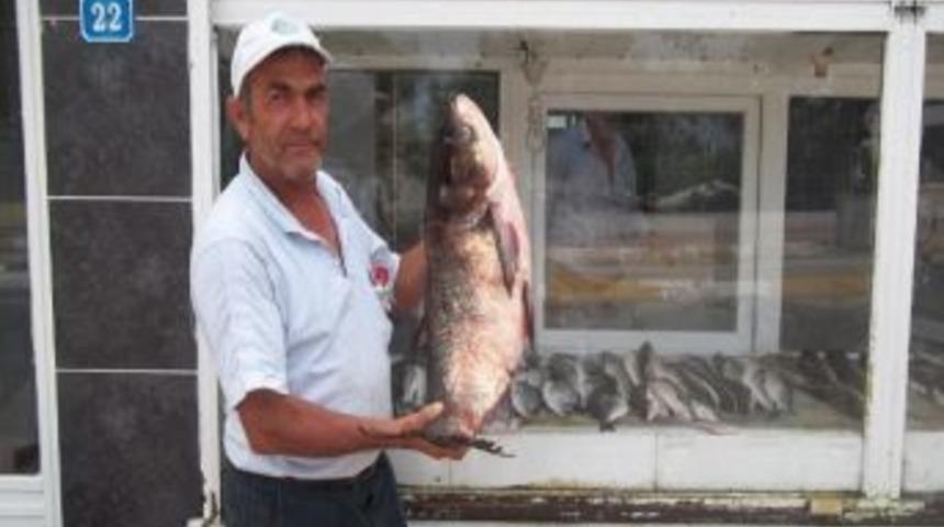 Enezde 15 Kg&rsquo;lık G&uuml;m&uuml;ş Sazanı Yakalandı