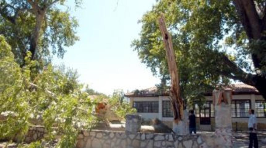 Tescilli Ağa&ccedil; Belediyeye Dert Oldu