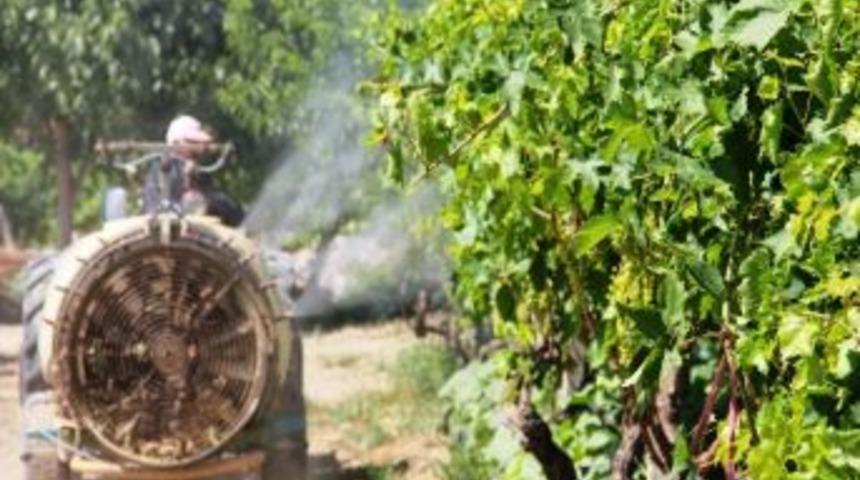 Sarıg&ouml;l &Uuml;z&uuml;m Bağlarında Denetimli İla&ccedil;lama &Ccedil;alışmaları