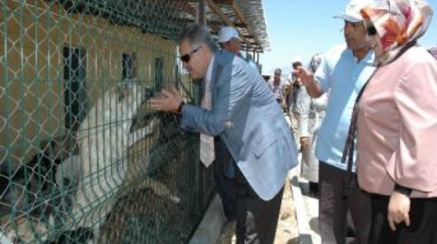 Karaman&rsquo;da Sokak K&ouml;pekleri İ&ccedil;in Barınak