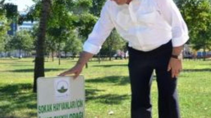 Sokak Hayvanlarına Osmangazi Şefkati