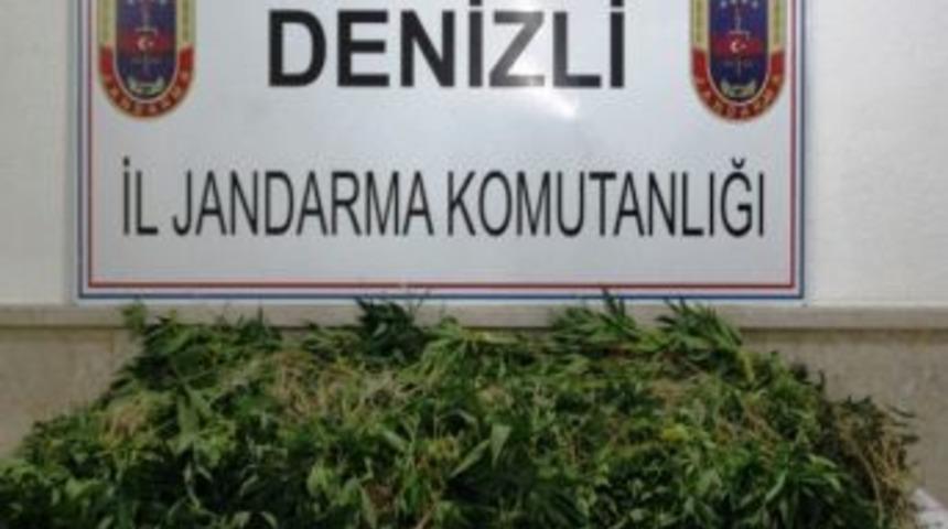 Ormanlık Alana Ekilmiş 2 Bin 450 K&ouml;k Kenevir Bitkisi Bulundu