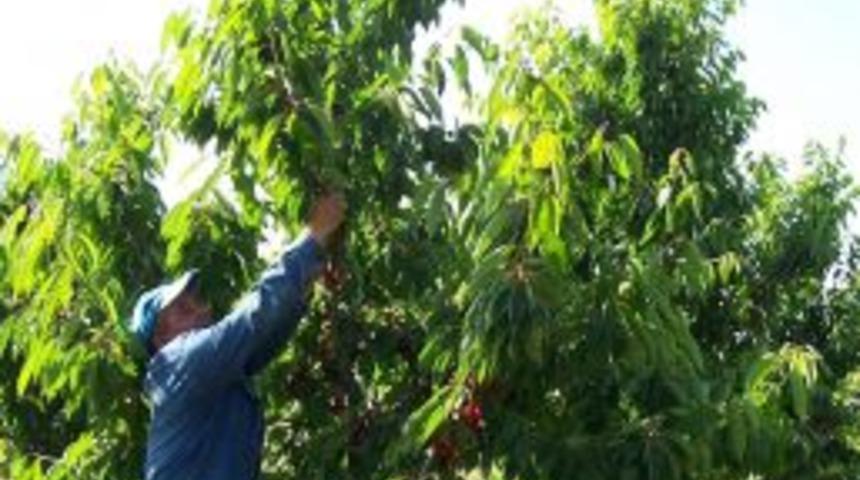 Organik Kiraz Projesi Sonu&ccedil;landı, Verim D&uuml;ş&uuml;k, Maliyet Y&uuml;ksek &Ccedil;ıktı