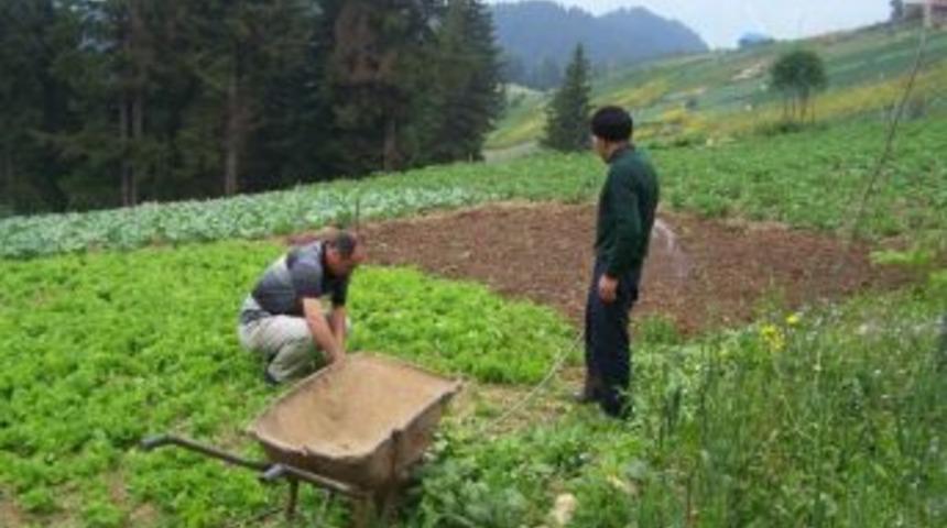 Yaylada Yaz Mevsiminde Kışlık Sebze Yetiştiriliyor
