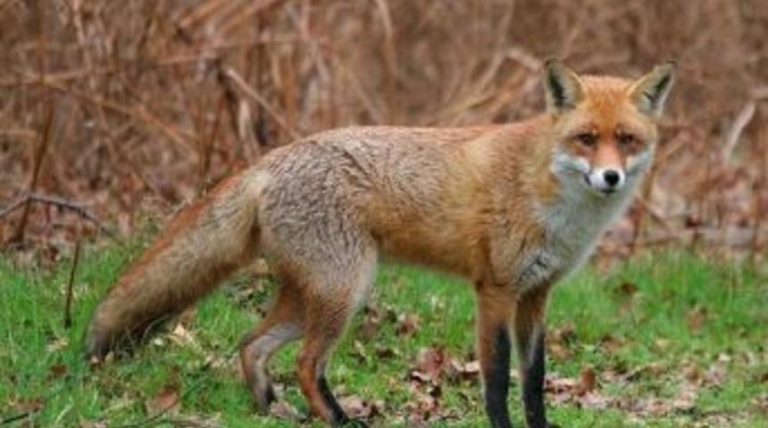 Yakalandıktan Sonra &Ouml;len Tilki Kuduz Korkusu Yaşattı