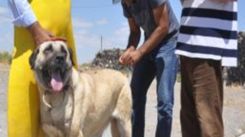 &lsquo;aksaray Malaklısı&rsquo;nın Irk &Ouml;l&ccedil;&uuml;m&uuml; Yapıldı