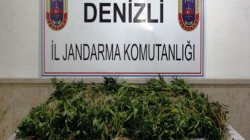 Denizli&rsquo;de Ormana Dikilen 2 Bin 450 K&ouml;k Kenevir Imha Edildi