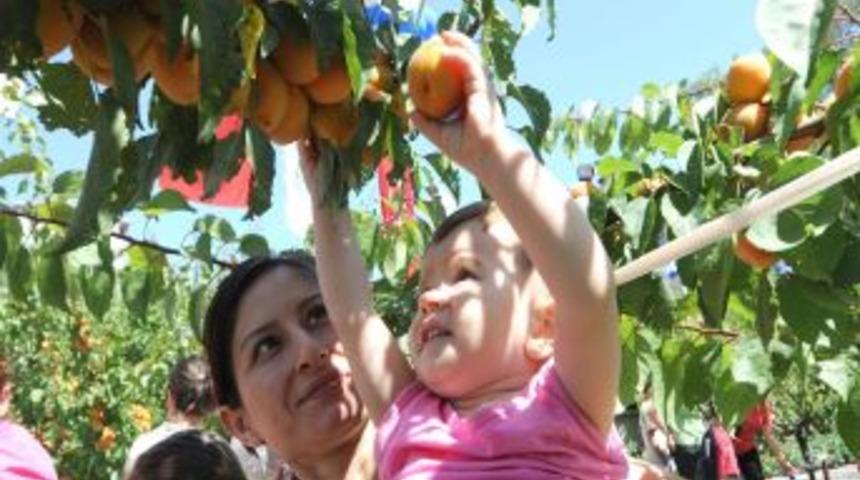 Bağcılar&rsquo;da Kayısı Dalından Yendi