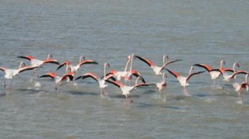 İzmir'deki Homa Dalyanı Kurtarıldı