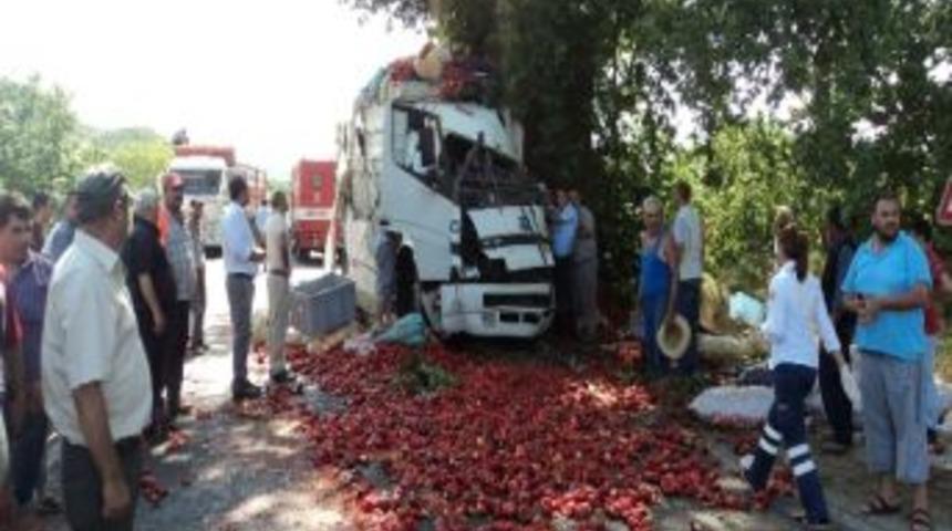 Biber Y&uuml;kl&uuml; Kamyon Ağaca &Ccedil;arptı: 2 Yaralı