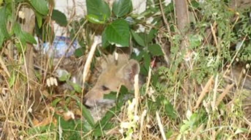 Yavru Tilki Okula Sığındı