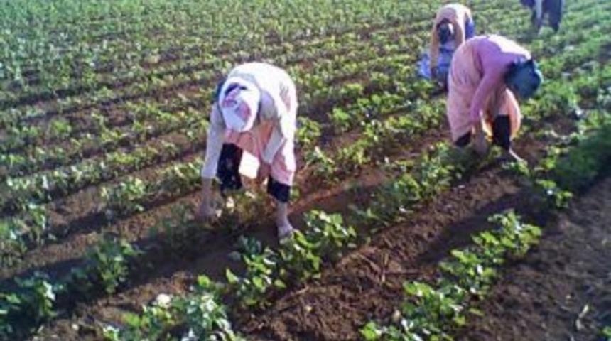 Tatil Yerine Tarlaya