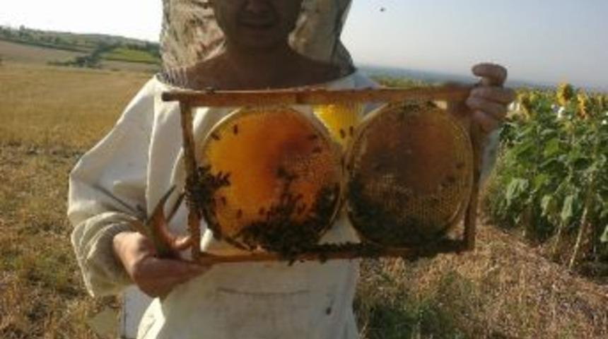 Bal Hasadı Bu Yıl Daha Verimli Olacak
