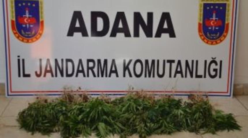 Ormanda 216 K&ouml;k Hint Keneviri Ele Ge&ccedil;irildi