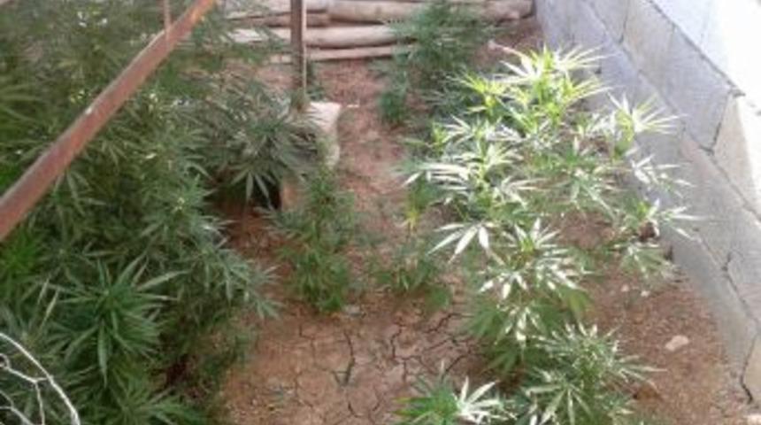 Midyat'ta Bin 907 Adet Hint Keneviri Ele Ge&ccedil;irildi