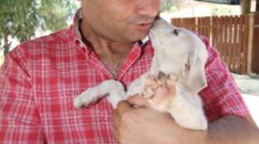 Sokak Hayvanlarına Karşıyaka&rsquo;da &ldquo;vıp&rdquo; Hizmet