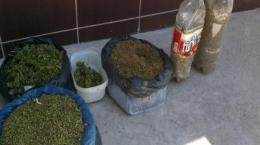 Ahırda Hayvan Beslemek Yerine Kenevir Kurutuyor