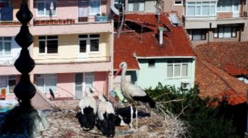 Yavru Leylekler U&ccedil;mayı Bekliyor