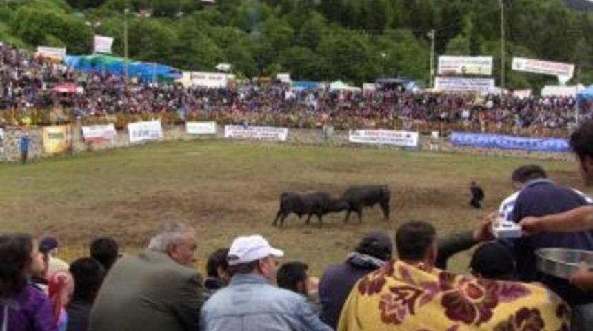Kafkas&ouml;r&rsquo;de Boğa G&uuml;reşleri Bir Başka
