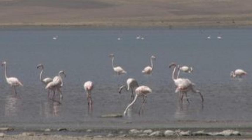 Er&ccedil;ek G&ouml;l&uuml; Flamingolar İle G&uuml;zel