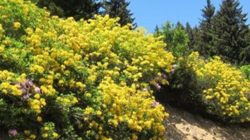 Ordu&rsquo;da Bal Ormanı Kuruluyor