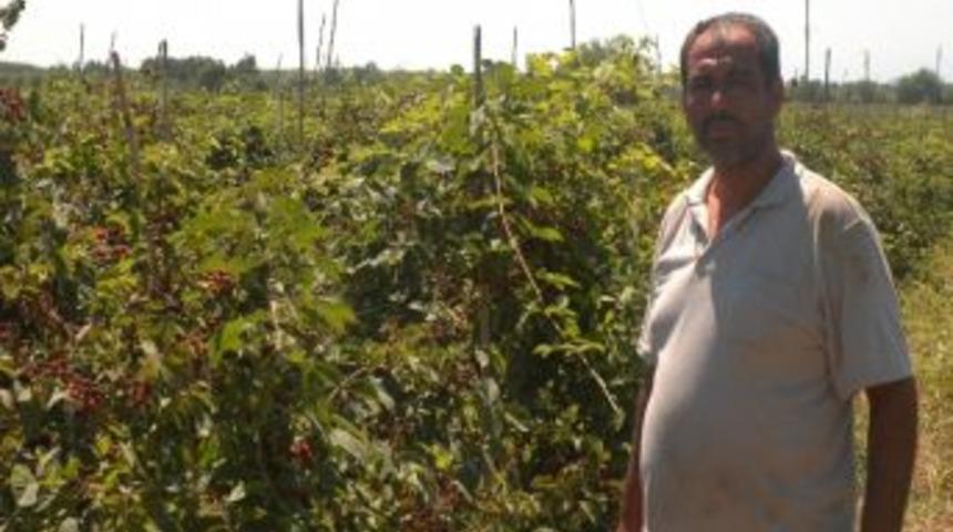 Kültür Böğürtleni Yetiştiriciliği Artıyor