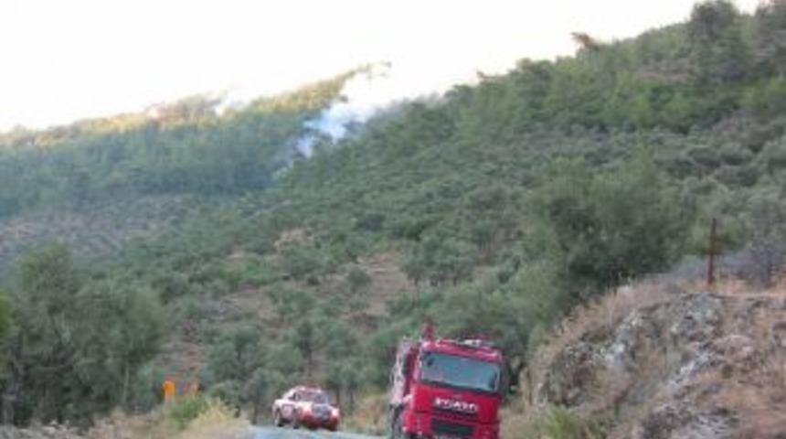 Milas'ta Orman Yangını