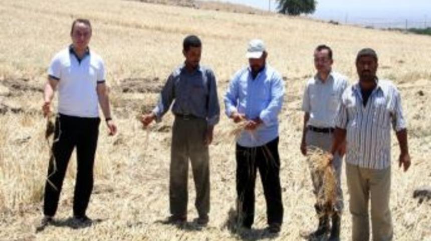 Kilis Ziraat Odası, Zarar G&ouml;ren Arazilerde İncelemelerde Bulundu