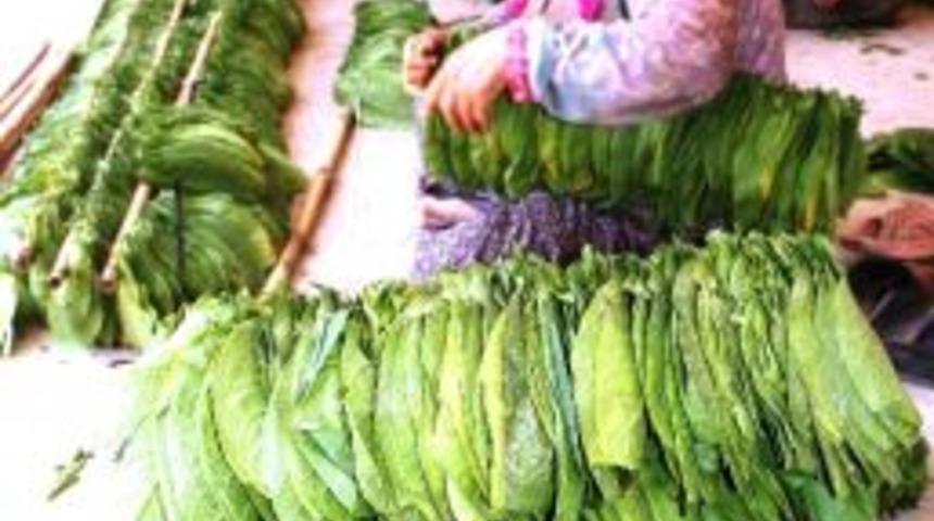 Sarıg&ouml;l&rsquo;de T&uuml;t&uuml;n Kırımlarına Başlandı