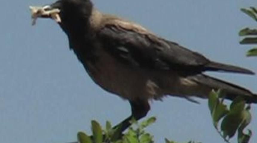 Karganın sakızla imtihanı