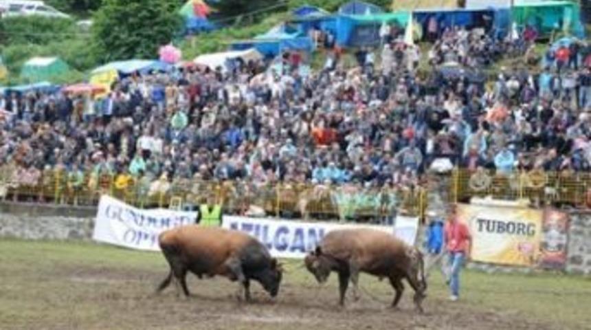 Kafkas&ouml;r festivali boğa g&uuml;reşleriyle bitti