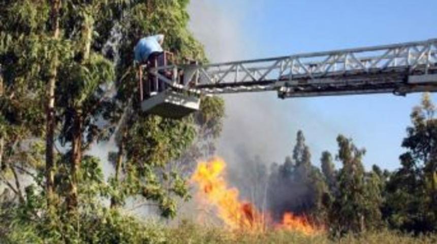 Binlerce Okalipt&uuml;s K&uuml;l Oldu
