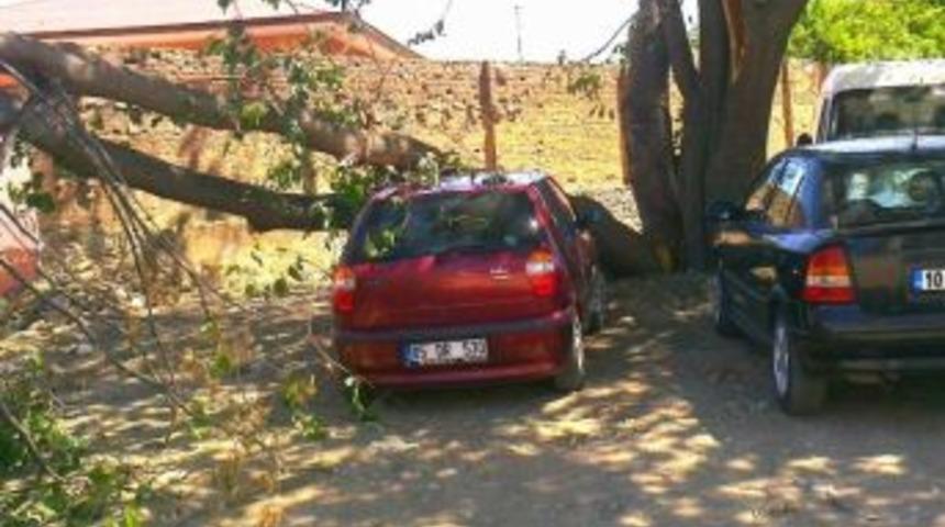 Şiddetli R&uuml;zgar Ağacı Devirdi