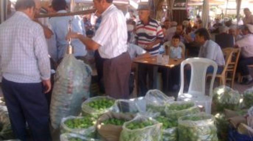 Aydın’da İlek Hareketliliği