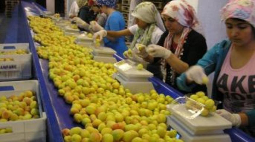 Malatya&rsquo;dan Yaş Kayısı İhracatı