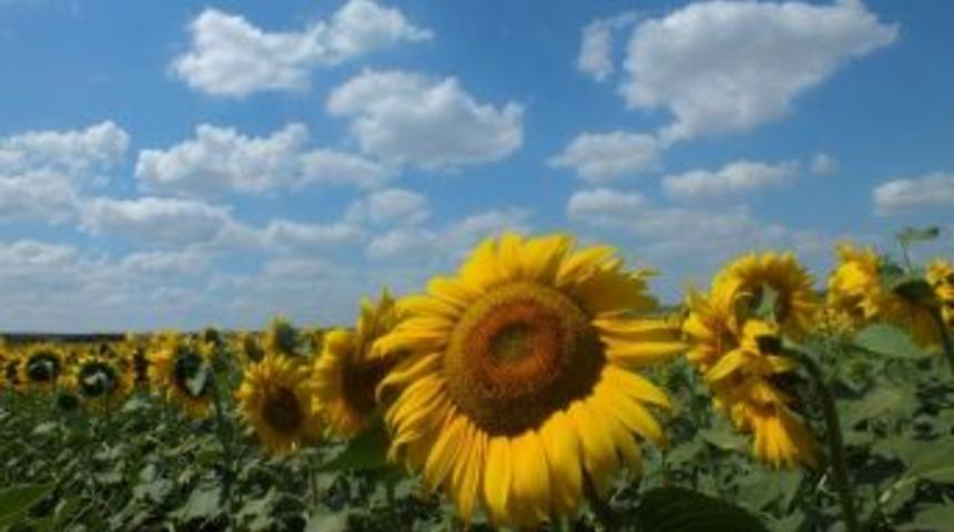 Ay&ccedil;i&ccedil;eği Tarlaları Hayrabolu&rsquo;yu Sarıya Boyadı