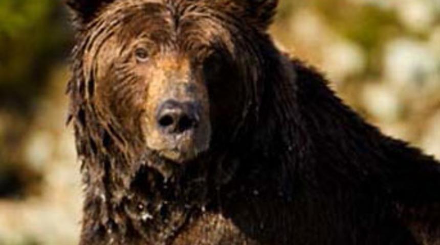 Piknikte ayı saldırısı