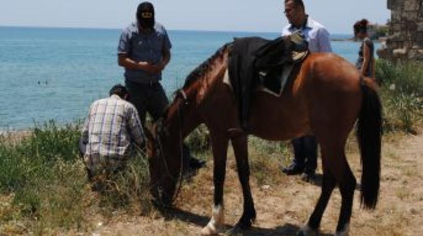 Endemik Bitkilerin Korunması I&ccedil;in At Ve Deve Turları Yasaklandı