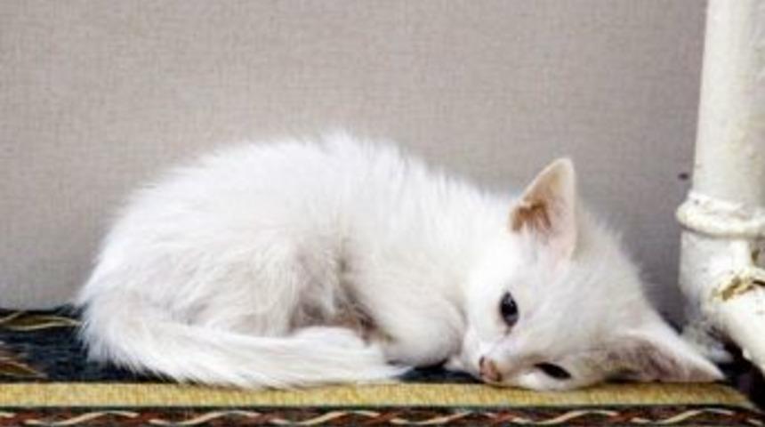 Van Kedileri İlgi Bekliyor