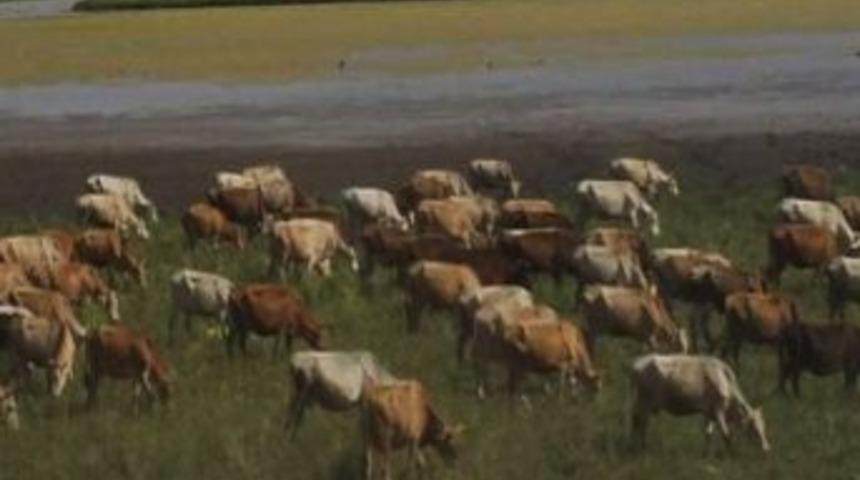 Kuyucuk Gölü’nde Hayvan Otlatıyorlar