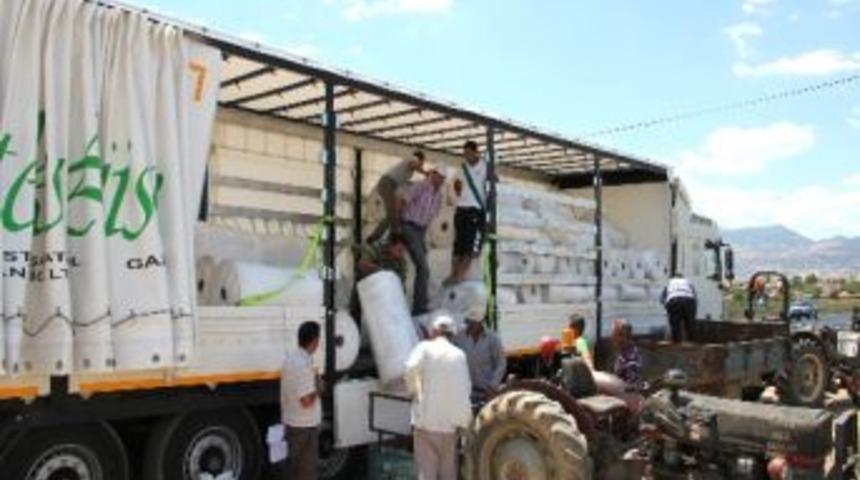 Sarıg&ouml;l &Uuml;z&uuml;m Bağları &Ouml;rt&uuml;nmeye Hazırlanıyor